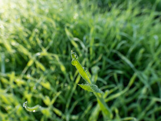 Bright green grass stems with few perfect, round water drops in early morning mist reflecting sunlight with blurred background