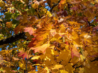 View on maple leaves on the maple tree in autumn in bright sunlight. Maple leaves changing colours from green to yellow, orange, red and brown. Yellow leaves