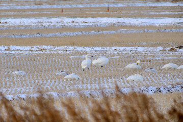 Swans in the winter rice paddy field, 2021/12/26 