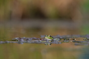 Frosch