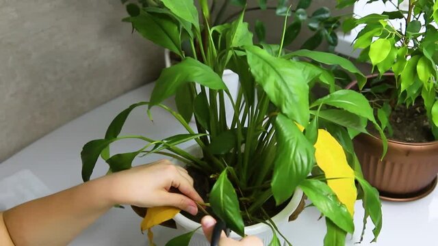 A woman cuts the withered yellow leaves of spathiphyllum. The concept of caring for indoor plants. Indoor flower in a white pot.