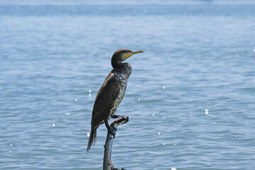 Kormoran sitzt am Bodenseeufer