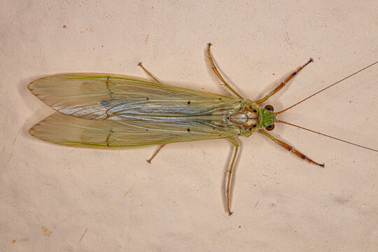 Adult Caddisfly Insect