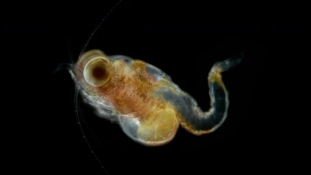 Crustacea Mysida Idiomysis sp. under the microscope, Mysidae Family. Sample found hovering above upside-down jellyfish, Cassiopea. Red sea