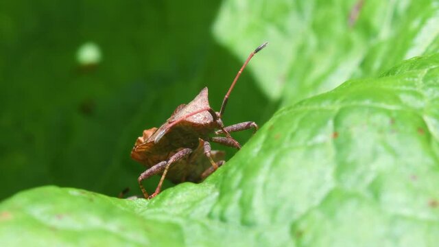 Dock Bug or Dock Leaf Bug, Coreus marginatus