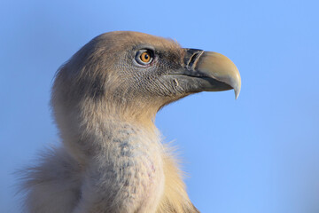 Gyps fulvus Gänsegeier, Griffon vulture, Vautour fauve, buitre leonado close up portrait, beautiful blue background