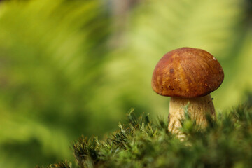mushroom in the forest
