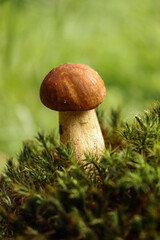 mushroom in the grass