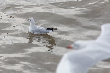 seagull at Bangpu