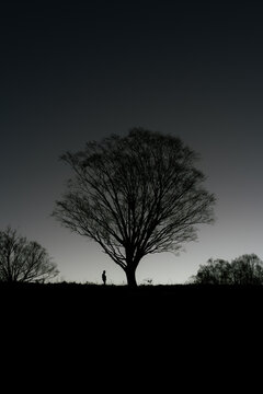 silhouette of a tree