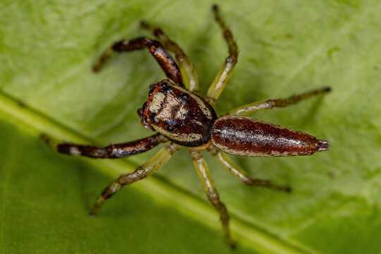 Jumping Spider with a parasitoid insect Mantidfly larva in the neck