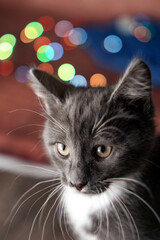 wooden box with garland on bold background and kitten