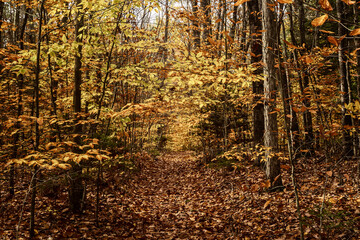 Autumn leaves cover a hiking trail deep in the woods