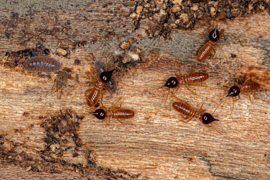 Small Nasute Termites