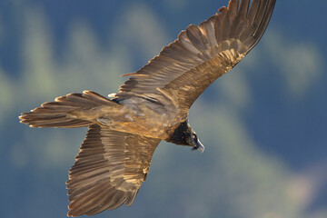 Gypaète barbu Gypaetus barbatus Lammergeier Bearded vulture  in flight from below,  colourful  natural mountain background