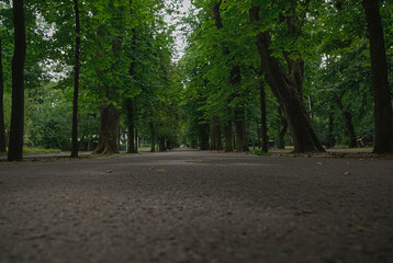 forest