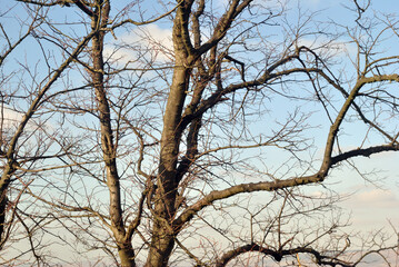 Leafless Winter Tree Branches against Blue Sky