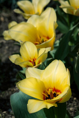 A close-up of a yellow flowers. Nature photography.