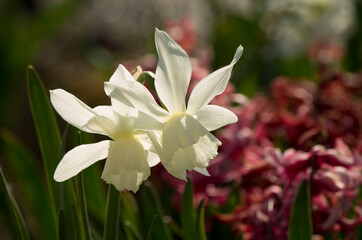 A close-up of a white flower against red background.