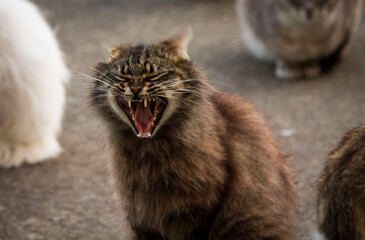 A close-up of a wild, yawning cat against a gray background.