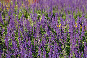 Lavendel (Lavandula angustifolia), Deutschland, Europa