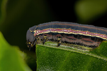 Macroglossine Sphinx Moth Caterpillar