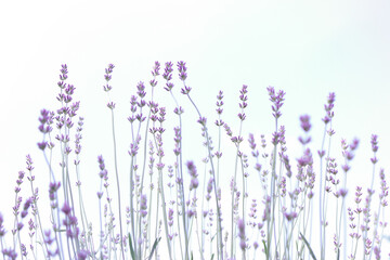 lavender flowers in the wind © AncutaCh