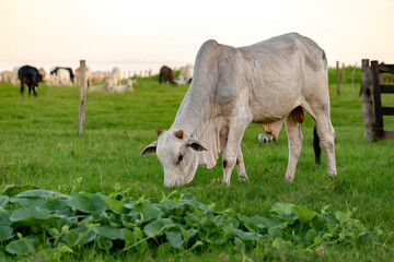 White cow raised on a farm