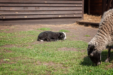 a small black lamb is lying on the grass next to a grazing sheep on a farm in a pen. selective focus
