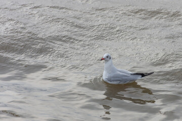 seagull at Bangpu