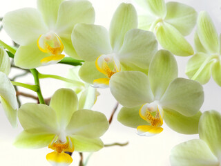 Fototapeta na wymiar Flowering branch orchid Phalaenopsis or Moth dendrobium, close-up, on white background
