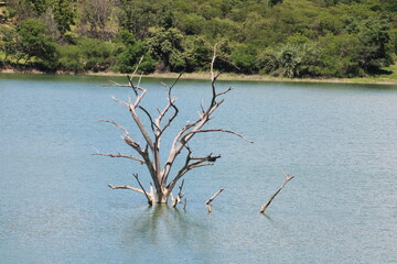 Dry tree in lake