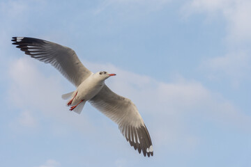 Fototapeta na wymiar seagull at Bangpu