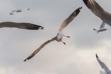 seagull at Bangpu
