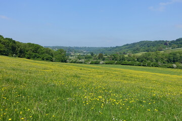 Fototapeta na wymiar Scenic View of a Field of Yellow Buttercup Flowers in a Beautiful Valley in Spring - Namely the Avon Valley near Bath in Somerset England