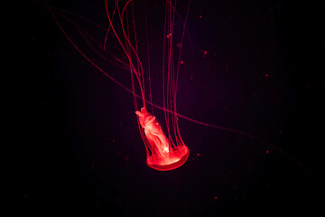 Amakusa jellyfishes (Sanderia malayensis) in the dark. Glowing jellyfish swimming in aquarium © Aloshin Evgeniy