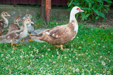 duck with ducklings on the green grass. agriculture concept. illustration of raising poultry
