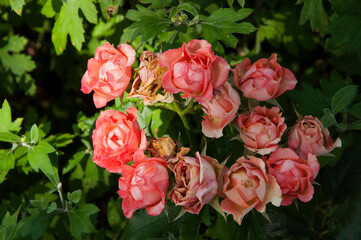 bouquet of roses on a natural background. pink flowers on a green surface. flower growing concept