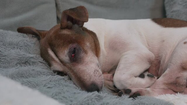 Old sick small dog Jack Russell terrier lying on soft blanket on couch in veterinarian clinic. Animals health care conception.