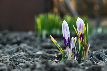 The first spring crocus flower is white and purple.