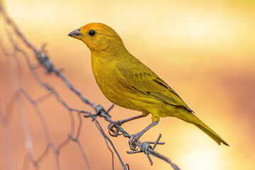 Saffron Finch Bird