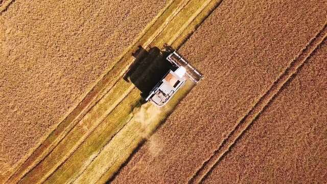 Aerial view of combine on harvest field in Russia. Aerial drone shot.