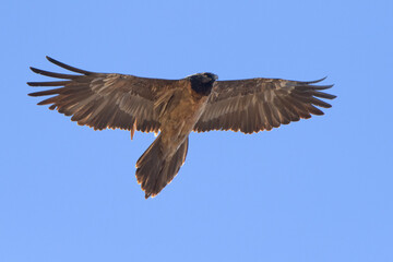 Gypaète barbu Gypaetus barbatus Lammergeier Bearded vulture  in flight from below, blue sky background