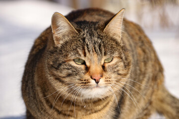 Homeless cat sits alone on the street in winter in the snow in sunny weather
