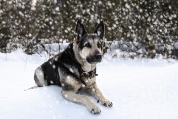 East evropean shepherd dog in winter in the forest during a snowfall