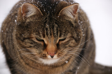 A homeless cat of a dark brindle color close-up is sad alone on the street in winter with snowflakes on its skin