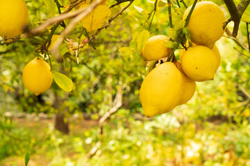 Lemon garden with fruits