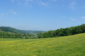 field of yellow flowers and blue sky above