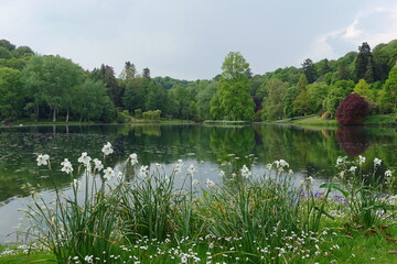 Fototapeta na wymiar Scenic View of a Calm Lake and Grass Shore with Daffodil Flowers and a Green Leafy Forest Beyond