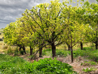 Almond trees on a cloudy day
